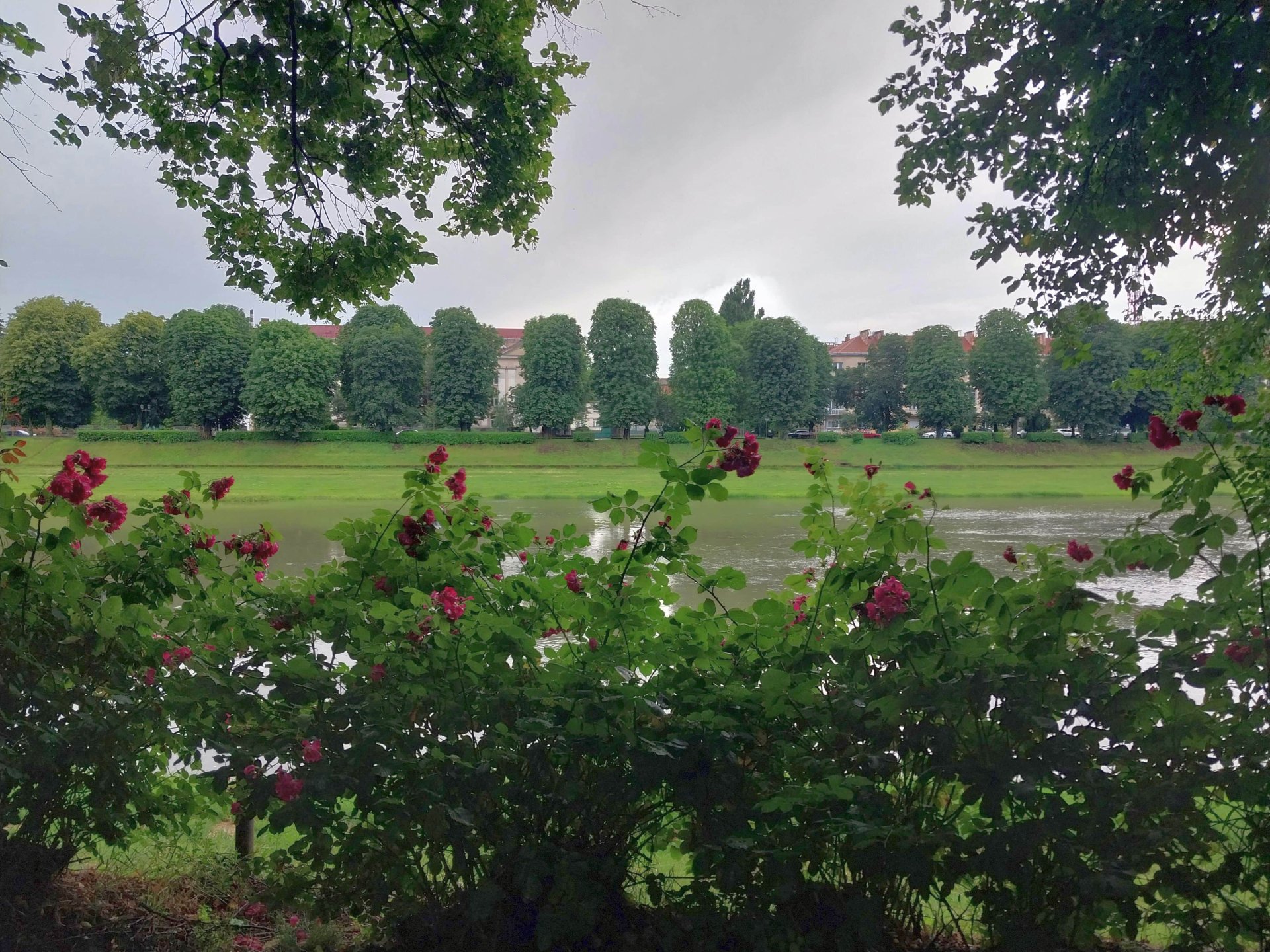 Липову алею на правому березі Ужа висадили чехи наприкінці 1920-х