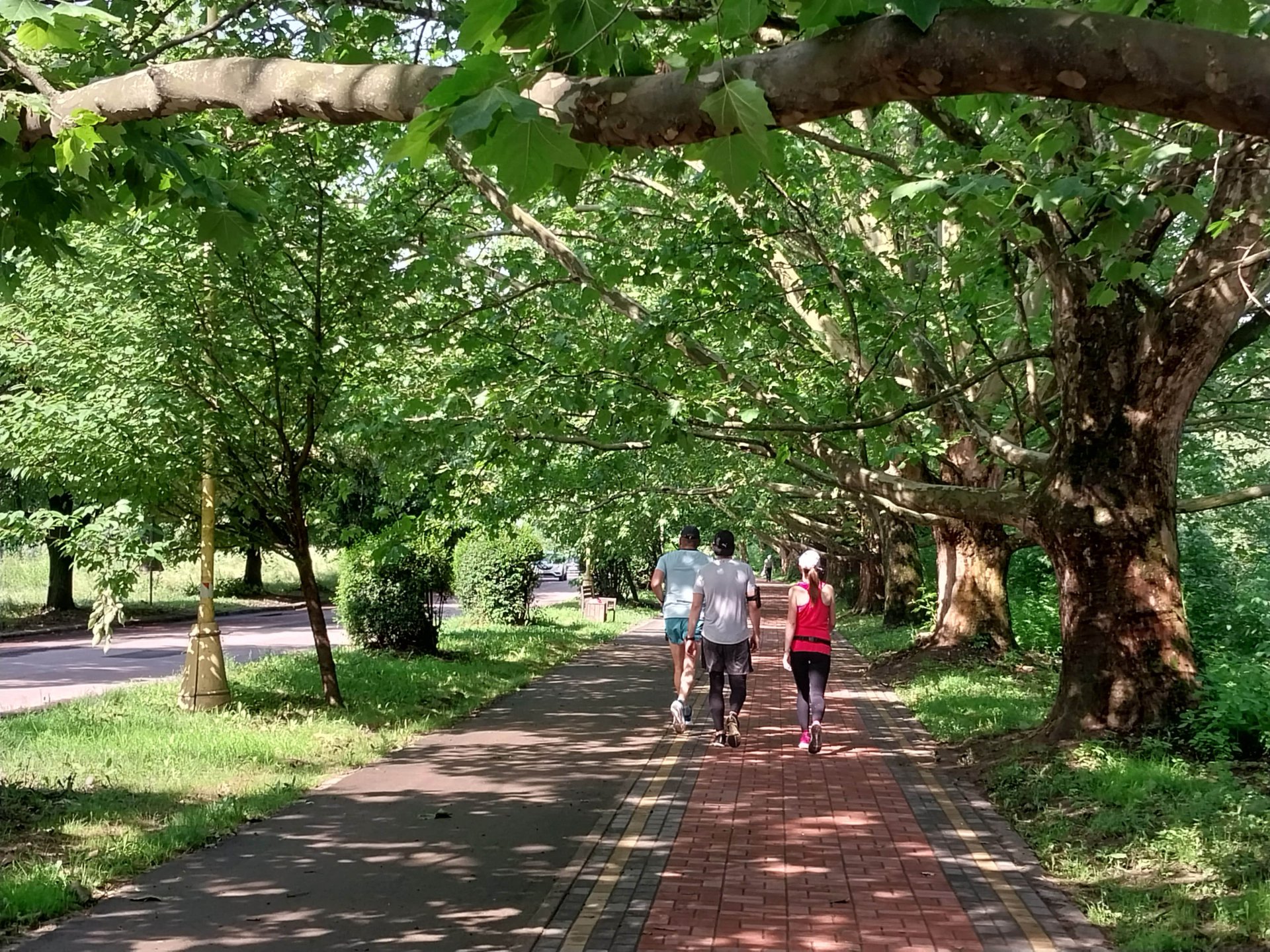 Платанова алея, яка веде до Боздоського парку