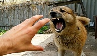 Домашні тварини інфікуються від диких тварин,