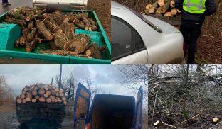 У Слов’янську та Краматорську продовжують виявляти незаконні вирубки дерев