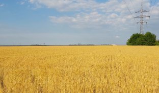 Поле під Святогірськом Погода у цьому році наче знущається з фермерів Донеччини