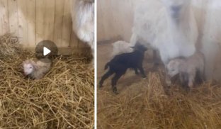 У слов'янському зоопарку - поповнення