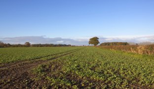 Прокуратура допомогла повернути землю в комунальну власність Суд вирішив повернути землю у власність громади