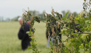 Наслідки заморозків на Донеччині Удар по врожаю у Донецькій області