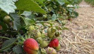 У Хорохорині вирощують полуницю