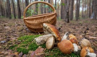 Отруєння грибами небезпечне для життя Можна отруїтися навіть їстівними грибами