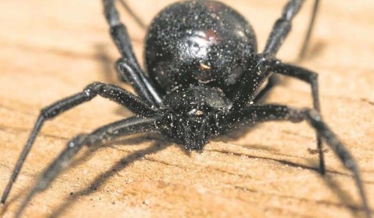 В Украине обнаружен паук каракурт: парамедики рассказали, что делать в случае укуса