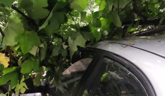В Славянском районе дерево упало на автомобиль