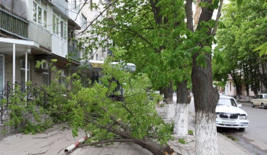 В центре Славянска на тротуар рухнула большая ветка