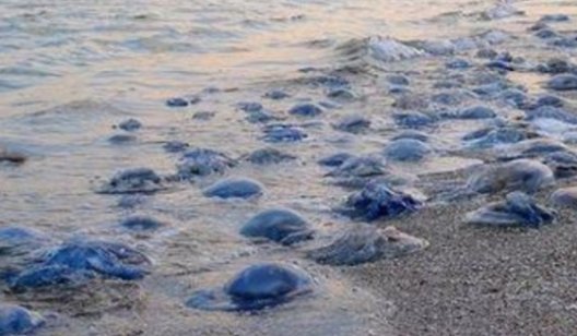 Ученые рассказали, почему в Азовском море стало много медуз