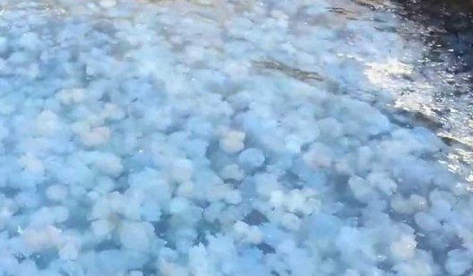 В Бердянске отдыхающие засняли плавающий остров из медуз - ВИДЕО