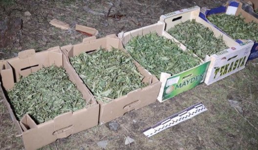 В Славянске у семейного дебошира нашли ящики с марихуаной