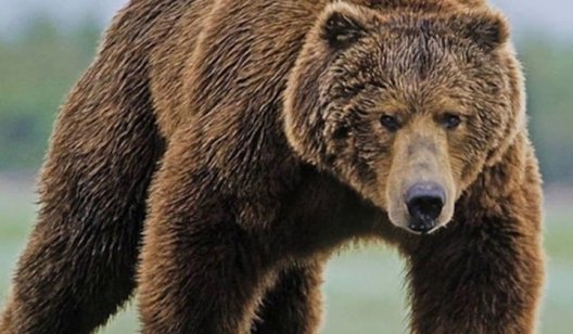 В Харьковской области на работницу базы отдыха напал медведь