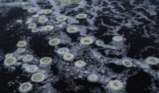В Казенном Торце обнаружены загадочные круги на воде: известен ответ