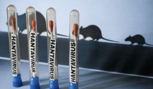 В Україні зафіксували перші випадки хантавірусу: що відомо