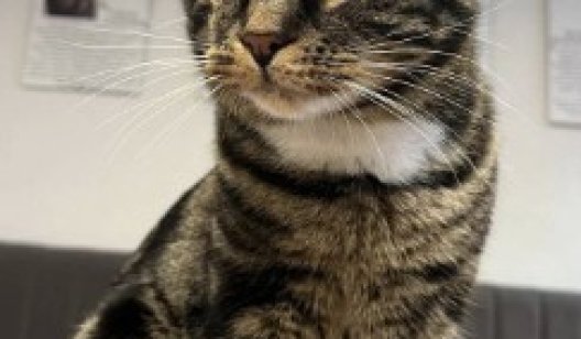 Він пережив вулицю, хворобу та зраду — і все одно навчився любити: історія одноокого Вілла з котокафе у Чернівцях