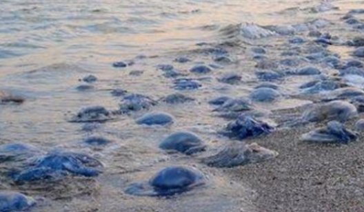 Нашествие медуз в Азовском море: экологи озвучили причину