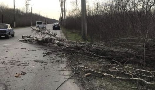 В Славянске ветер повалил дерево прямо на дорогу