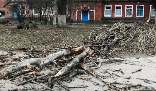 В Славянске дерево рухнуло прямо на тротуар - ФОТО