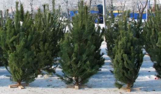 В Украине создали приложение для проверки новогодних елок