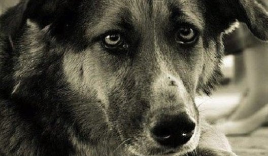 В Украине потребовали уничтожать всех собак, не имеющих хозяев