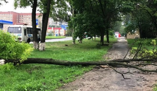 В Славянске дерево упало на тротуар. Второе - на подходе