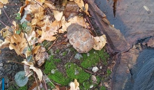 В лесу под Богородичным нашли ручную гранату