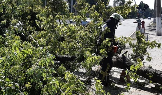 Спасатели в Славянске убирали упавшее аварийное дерево