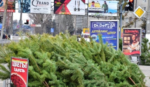 В Славянске начали продавать ёлки: сколько стоит новогодняя красавица