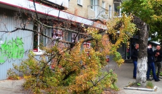 Сегодня утром в центре Славянска упало дерево