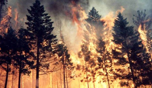 В Станице Луганской загорелся заминированный лес, есть пострадавшие