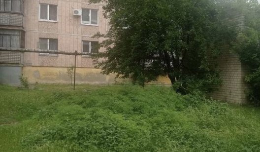 В Славянске возле многоэтажек изъяли тысячи кустов конопли