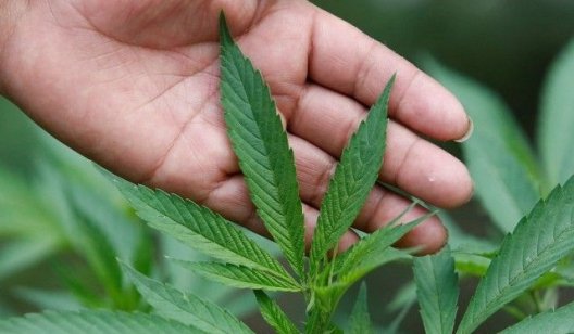 Минздрав призвал Раду легализовать медицинскую марихуану