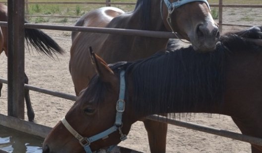 Журналист «Карачуна» побывал на конезаводе, где выращивают породистых лошадей для скачек