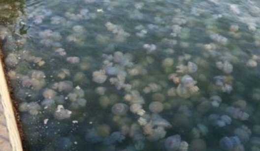 Как на Азовском море будут бороться с медузами