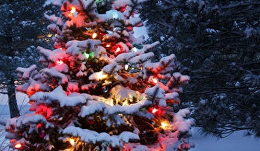Лесничества начали продавать новогодние елки : цена праздничного дерева
