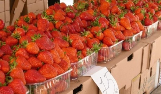 В Украине падают рекордные цены на ягоды