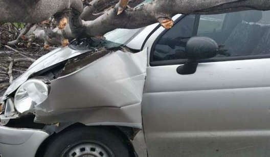 Чудом выжил: на подъезде к Святогорску на автомобиль рухнуло дерево