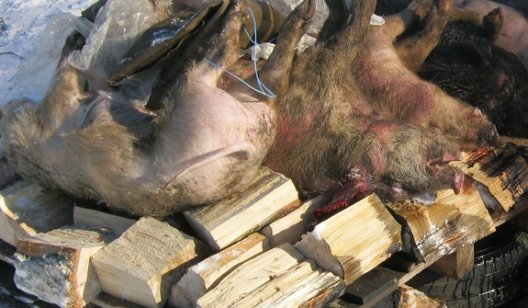 Плохой прогноз по распространению африканской чумы свиней
