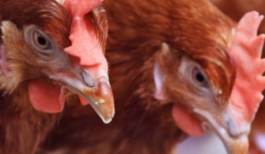 В Украине уничтожили 100 000 кур из-за птичьего гриппа