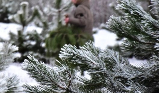 Где жители Славянска могут срубить ёлку к Новому году