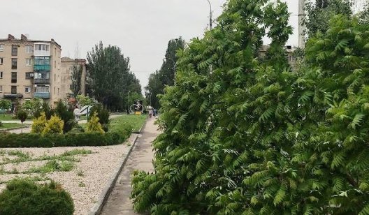 В центре Славянска упало ещё одно дерево