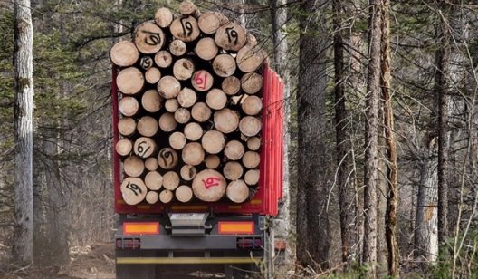 На незаконную вырубку леса теперь можно пожаловаться онлайн: как это сделать