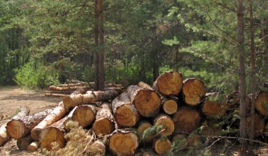 Славянская прокуратура требует возмещения 11,5 млн гривен ущерба за вырубку деревьев