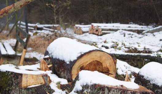В Славянском лесхозе сотрудники вырубили деревьев на 2 миллиона гривен