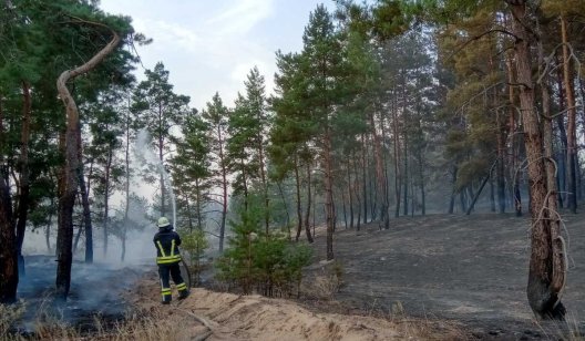 На Донбассе снова загорелся лес