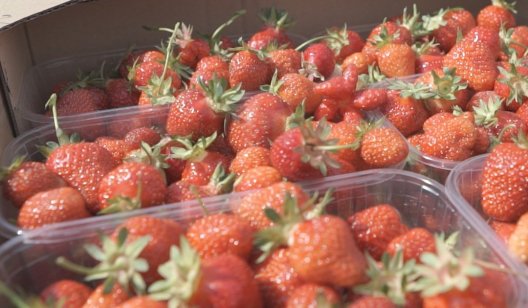 Как зарабатывать на ягодах и возрождать село