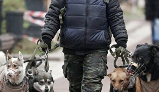 В Украине запретят выгуливать собак без намордника