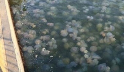Берег Азовского моря заполнили миллионы медуз - ВИДЕО