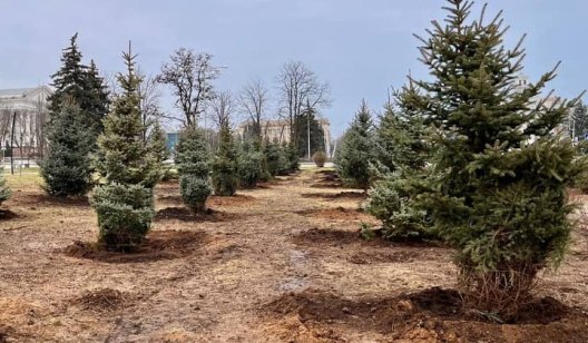 В самом центре Краматорска будет ёлочный лес